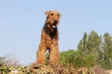 AIREDALE TERRIER 056